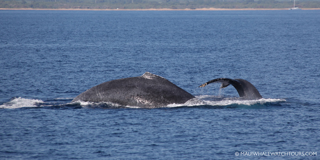Whale Mothers and Their Babies